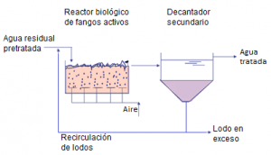 fangos activos